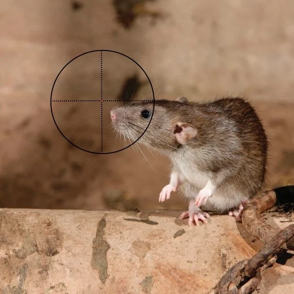 Ratten schieten met de luchtbuks