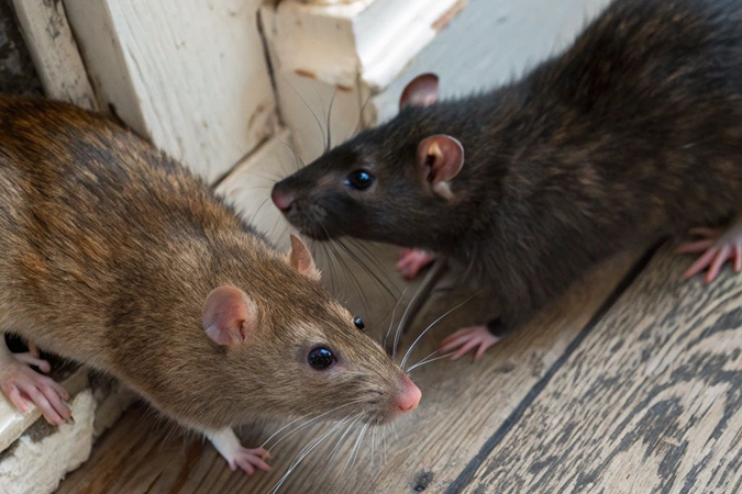 rat (1)
