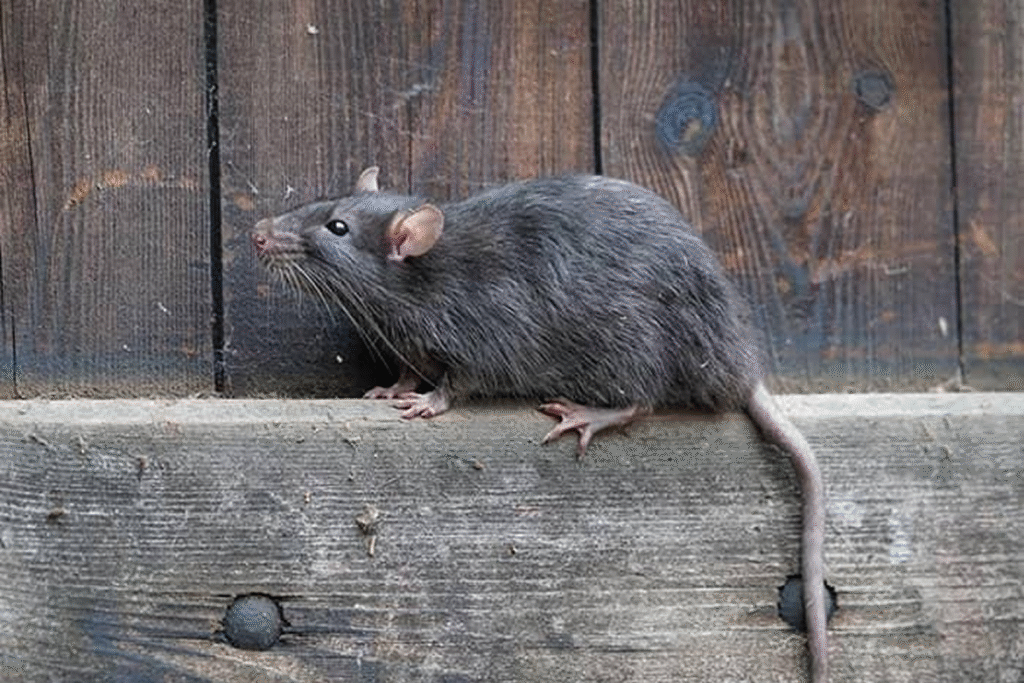 vieze rat