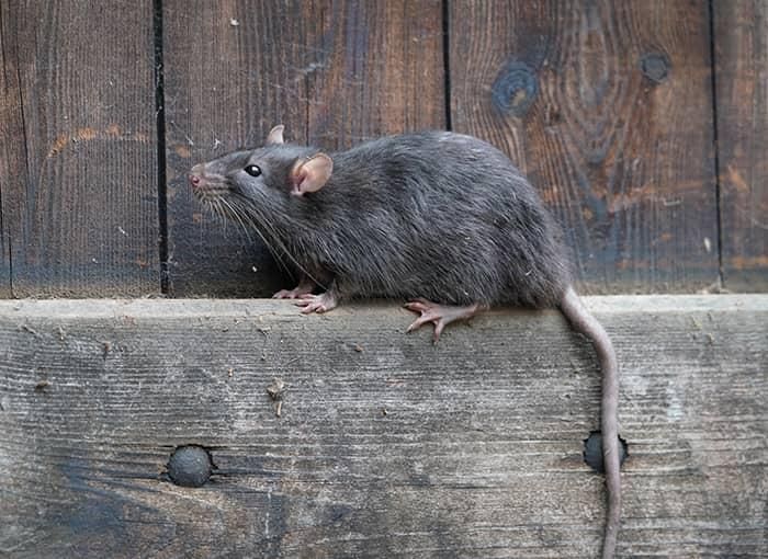 vieze rat