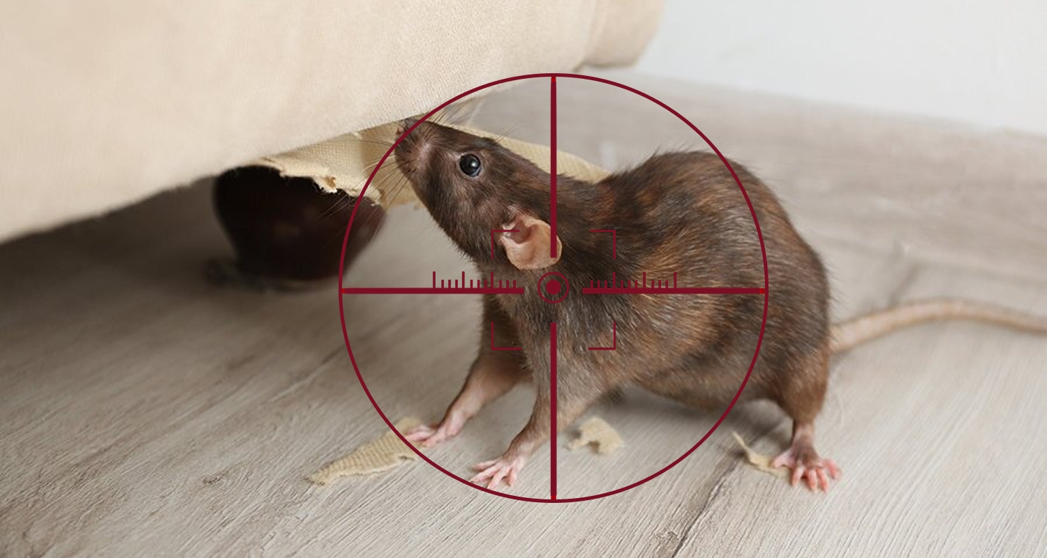 rat header